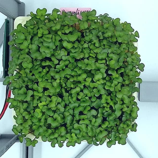 Broccoli microgreens photographed from above