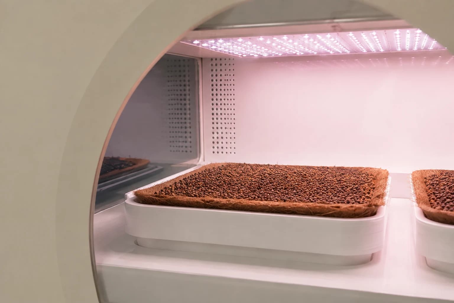 View through the Luya machine window: broccoli growing inside the illuminated chamber, day 00 — generated concept