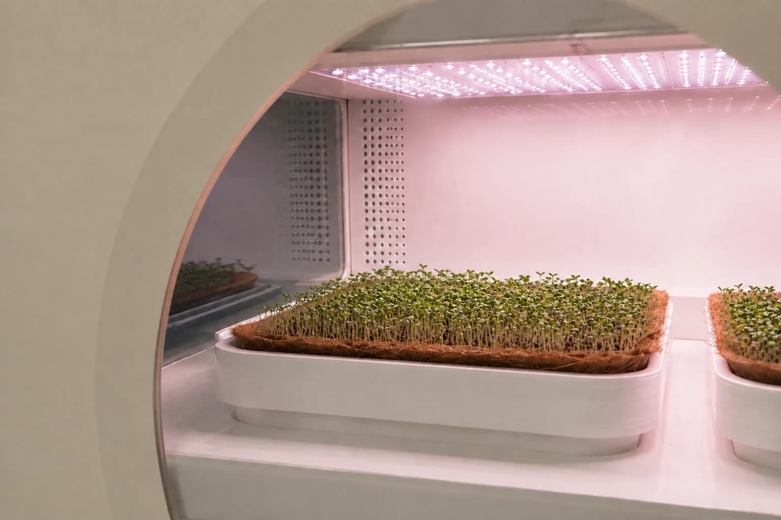 View through the Luya machine window: broccoli growing inside the illuminated chamber, day 04 — generated concept
