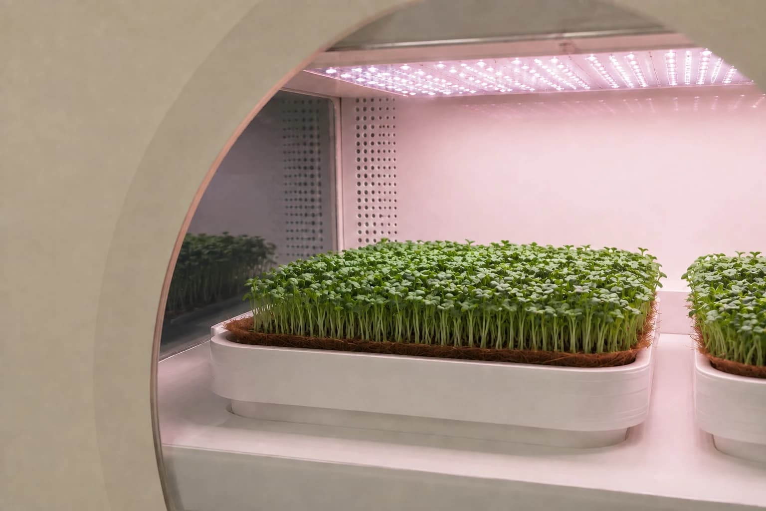 View through the Luya machine window: broccoli growing inside the illuminated chamber, day 07 — generated concept